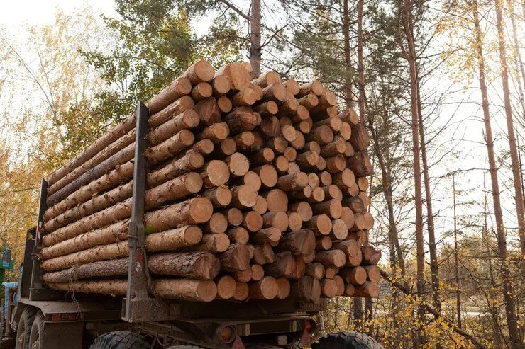 Buchenstämme, LKW-Ladung von 50 Kubikmetern